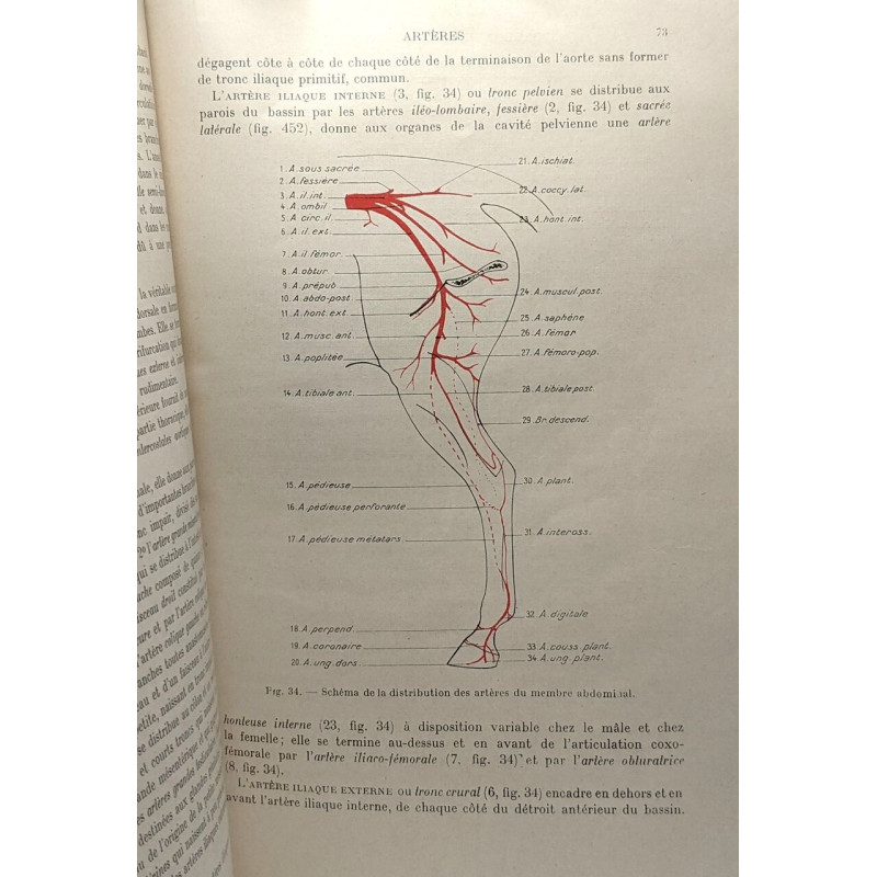 Anatomie régionale des animaux domestiques deuxième édition